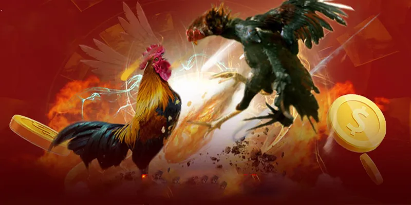 Thông tin chi tiết về sảnh cá cược đá gà 98WIN